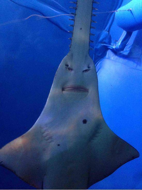 A few months back I took my brother to Sydney Aquarium. This was the only picture I took.