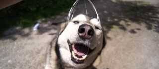 A Husky + Head Massager = Pure Happiness
