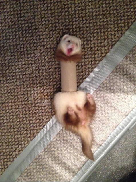 She never thought the toilet paper roll would fight back.
