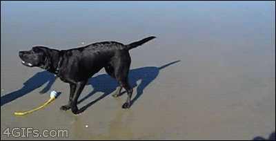 Dog with a bad case of verbal diarrhea