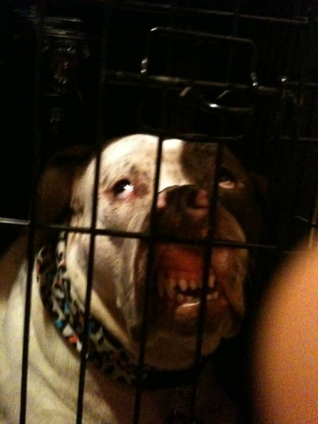 We crated our dog for a bit. This is her face when we turned the light on.