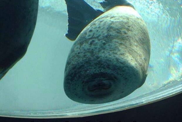 Just a seal running into glass.