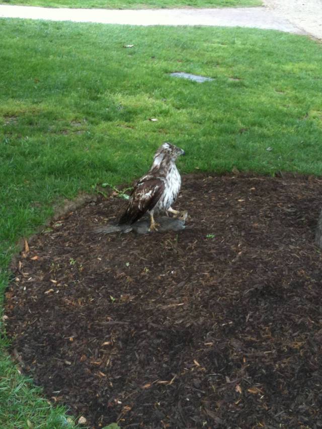 aww, this hawk is helping a squirrel stretch