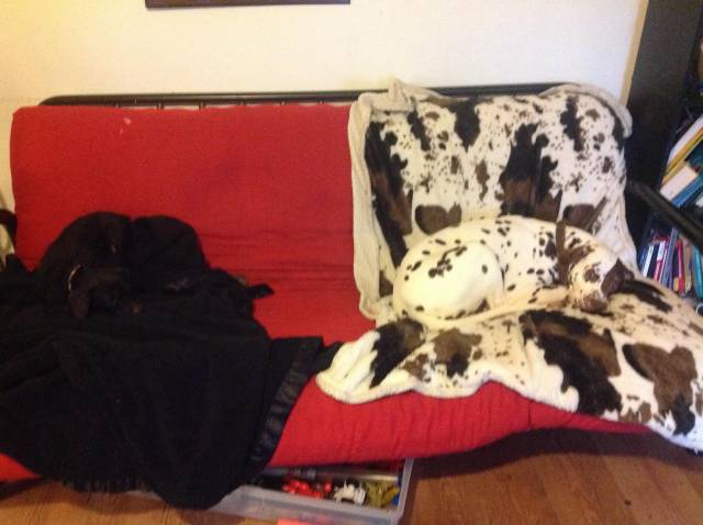 My dogs enjoying their camouflage blankets.