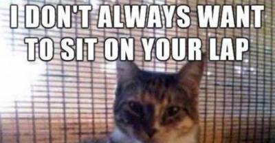 Cats Are a Really Special Kind of Creature