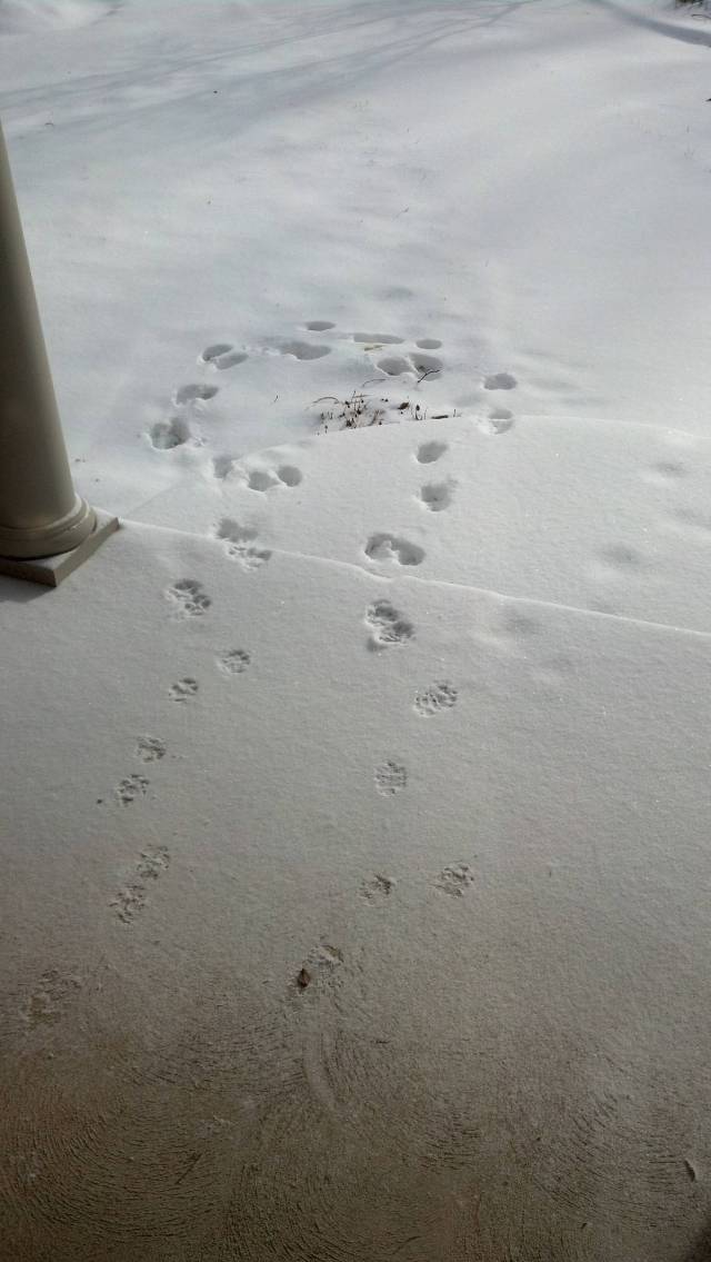 My dog loves the snow too..........