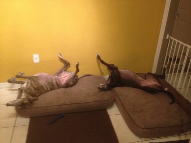 We adopted two retired Greyhounds. Hope they learn to feel comfortable in their new home.