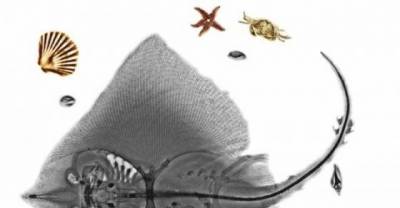 X-rays of animals that bring out a completely new perspective