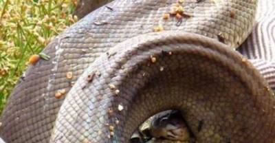 Massive python swallows a CROCODILE 