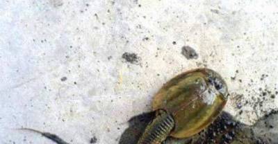 The most awful creatures in nature