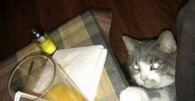 43 Things That Cat Owners Will Understand Better...
