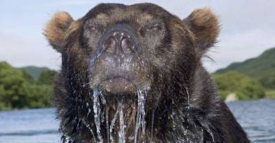 A Wild Bear&rsquo;s Close-Up...