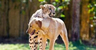 FriendShip Of Big Cat And Dog...Meet Kasie And Mtani, Two Best Friends.