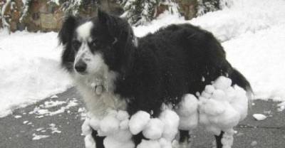 Some of the Strangest Dogs in the World