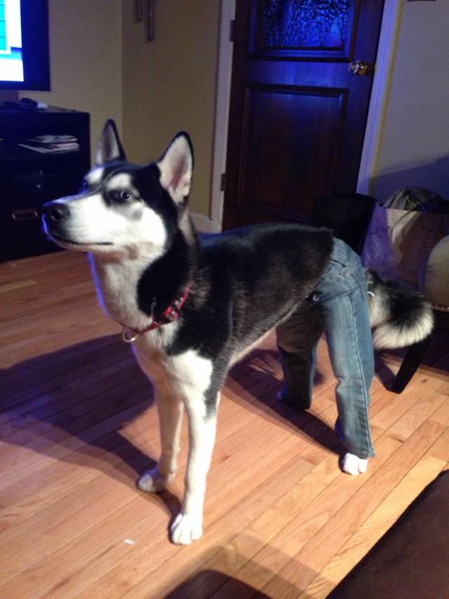 I also put my toddler's jeans on my dog.