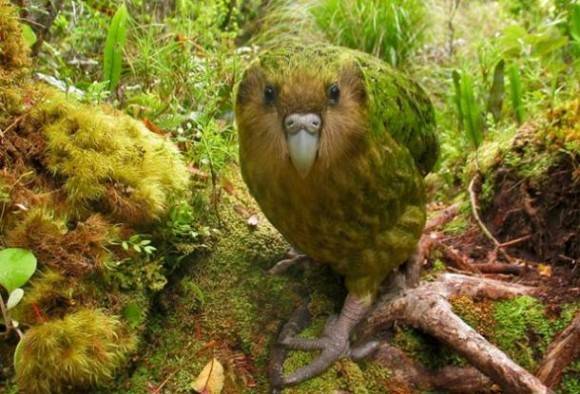 Meet the Kakapo, an adorable, dog-like bird that New Zealanders are desperate to save from extinction
