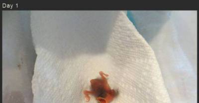 Baby Songbird Rescued and Raised by Hand