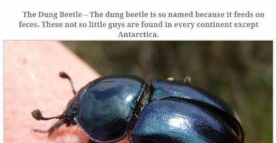  The Top 10 Biggest Insects Known to Man