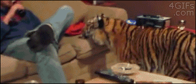 Calvin and Hobbes: the college years