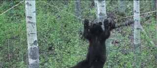 A black bear makes an irreversible decision and two Canadian hunters commentate for comic relief.