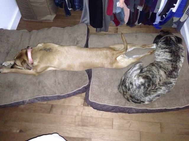 Can anyone guess which one is the female?