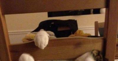 Funny Animals Don't Know How Human Furniture Works...