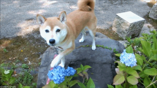 You garden is quite lovely. It would be a shame if something were to... happen to it...