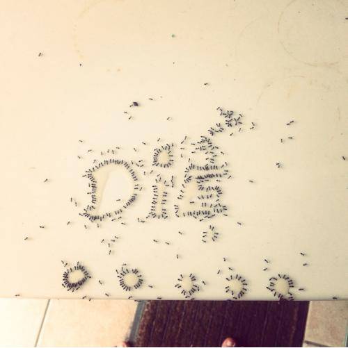 Decided to have some fun with the ant poison today