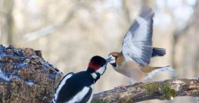 Good Bye Kiss...