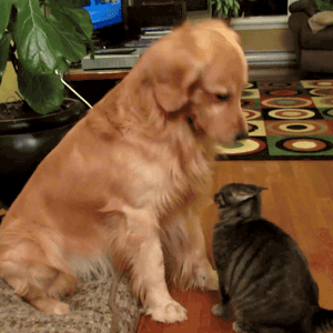 The humans do it all the time, it means you’re a good boy.