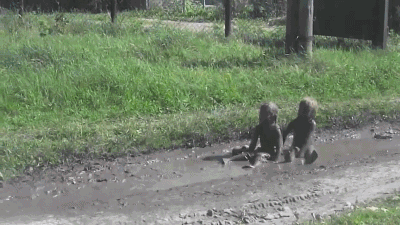 Bless their little hearts but it's time to get the hose.