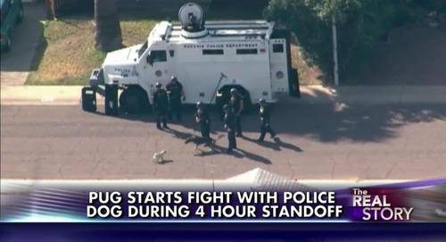 Badass pug