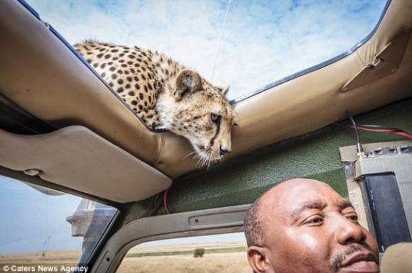 Tourist enjoying the Serengeti, nobody told him.