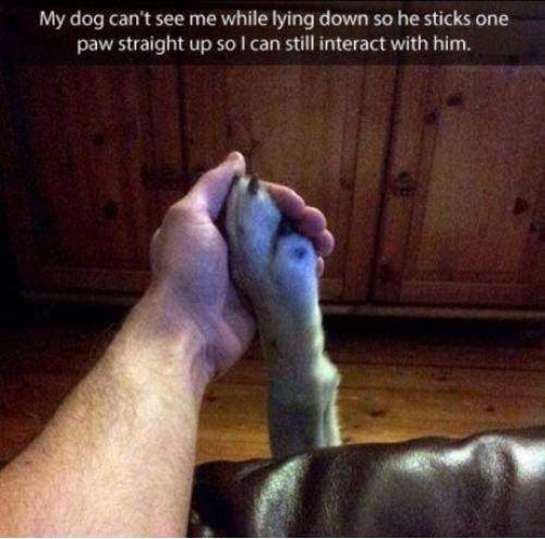 A dogs love