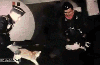 Cats in zero gravity
