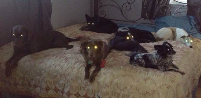 The bed is full of zombies.