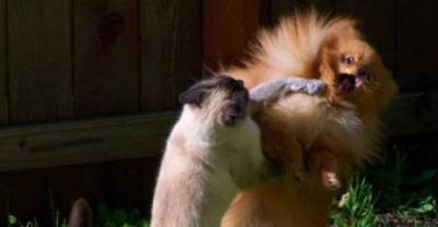 The Ultimate Funny Fighting Edition Of Cat Vs Dog