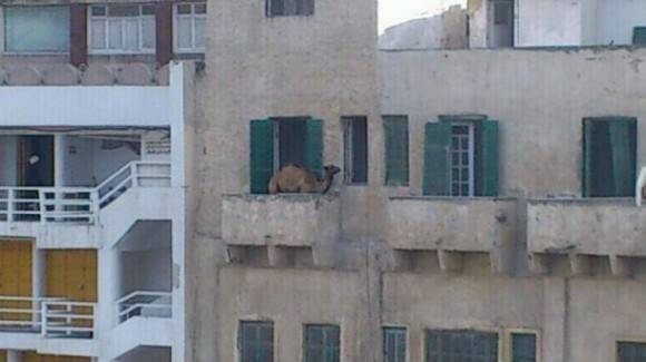 Not sure what I found. But Camel.