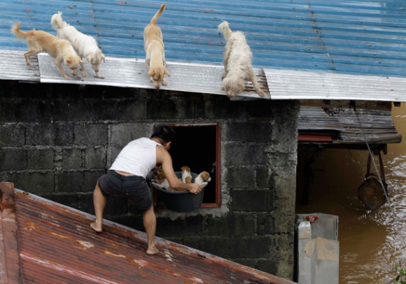 Saving Puppies in a Flood