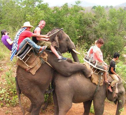 Just two elephants enjoying during safari.