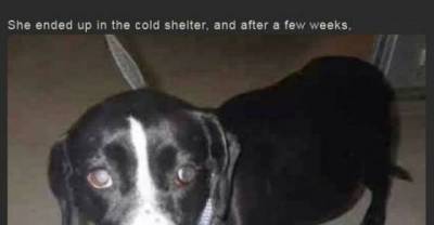 The amazing story of Betty the pregnant dog with pups