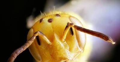 Amazing macro pictures of these arthopods that will make you appreciate their chilling beauty