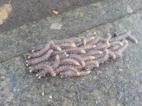Fell from a tree next to me. Australia.