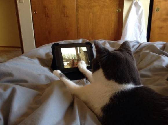 Before my mom leaves the house, she sets up the kindle so the cat can watch bird videos in bed.