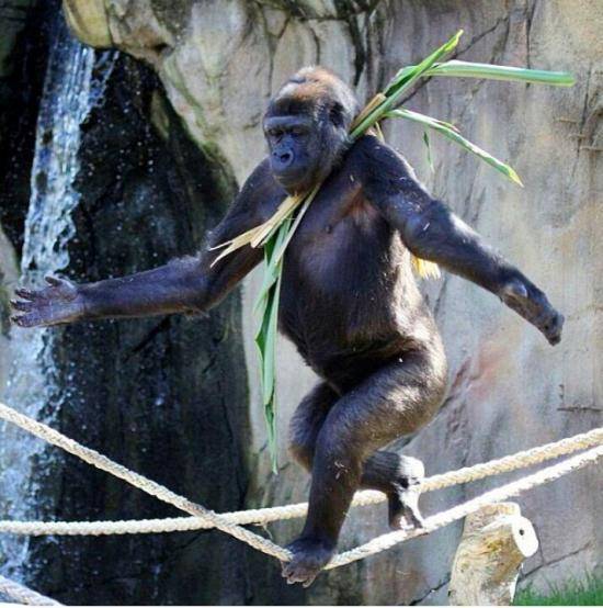 A male gorilla has taught himself how to walk a tightrope to try and impress the female at Taronga Zoo, Sydney, Australia.