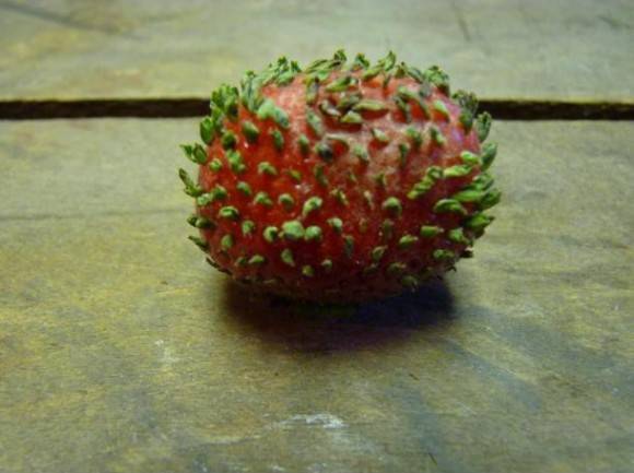When strawberries start to germinate their seeds