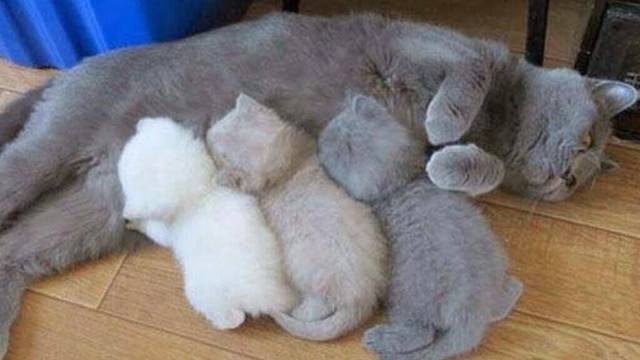 How you know the toner has run low...