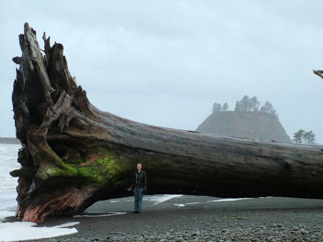 Found a bit of driftwood on the beach...