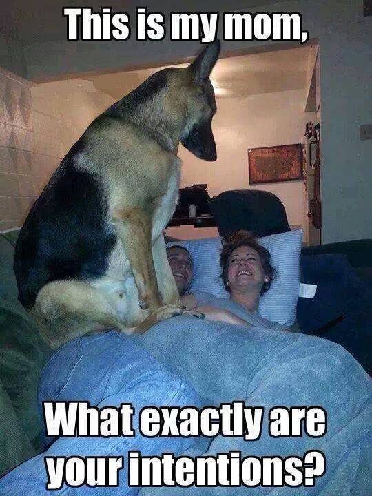 Protective dog