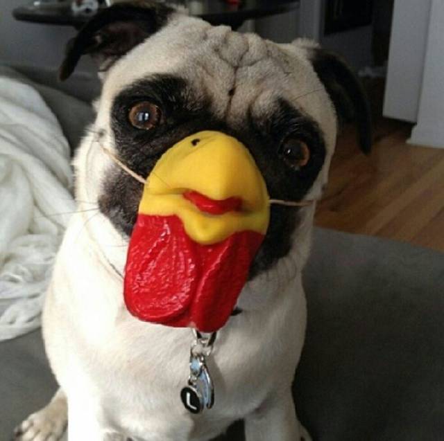 Pug chicken